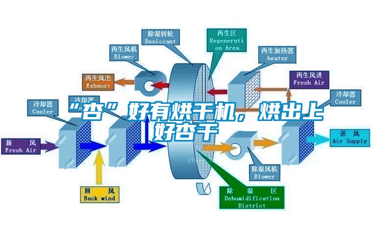 “杏”好有烘干机，烘出上好杏干